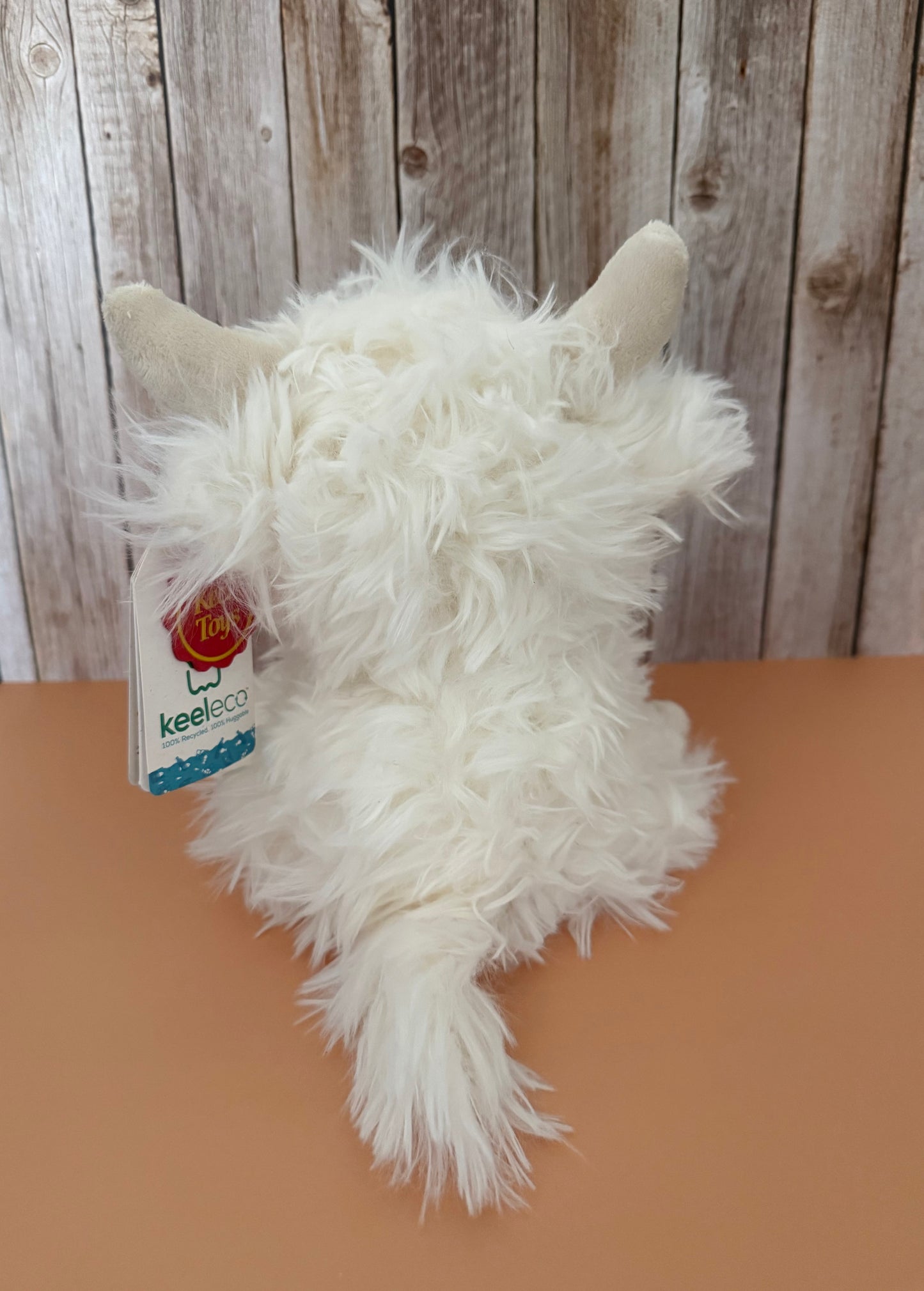 White Highland Cow